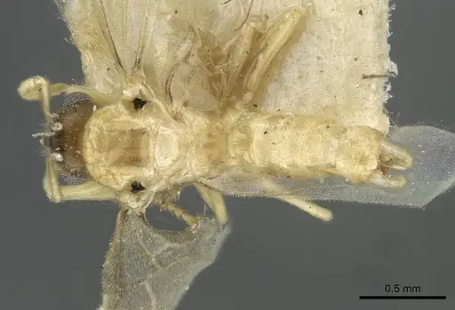 Pseudolasius liliputi specimen CASENT0910978 image casent0910978_1