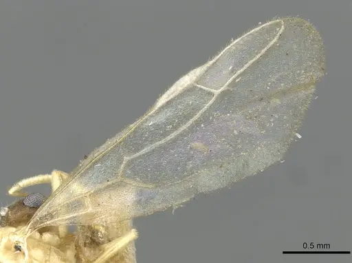 Pseudolasius liliputi specimen CASENT0910978 image casent0910978_4