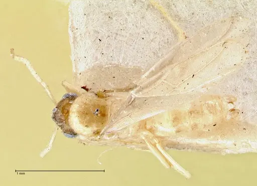 Pseudolasius liliputi specimen FOCOL2697 image focol2697_1