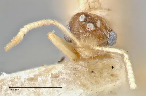 Pseudolasius liliputi specimen FOCOL2697 image focol2697_2