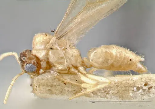 Pseudolasius liliputi specimen FOCOL2697 image focol2697_3
