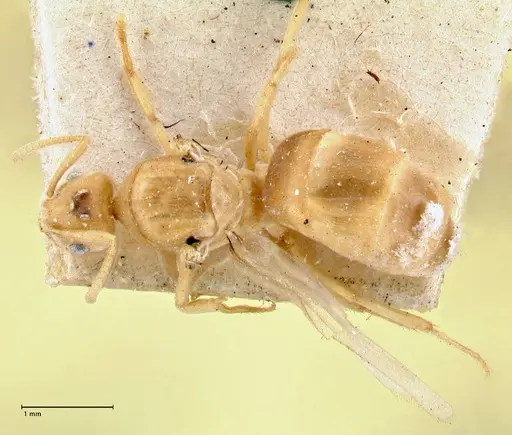 Pseudolasius liliputi specimen FOCOL2698 image focol2698_1