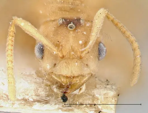 Pseudolasius liliputi specimen FOCOL2698 image focol2698_2