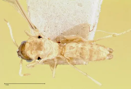 Pseudolasius liliputi specimen FOCOL2699 image focol2699_1