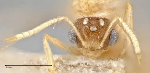 Pseudolasius liliputi specimen FOCOL2699 image focol2699_2