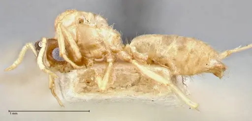Pseudolasius liliputi specimen FOCOL2699 image focol2699_3