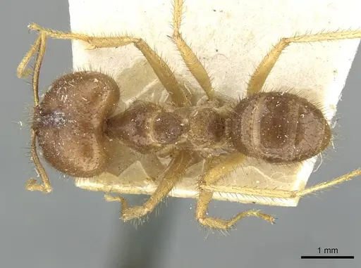 Pseudolasius ludovici specimen CASENT0910979 image casent0910979_1