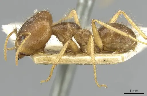 Pseudolasius ludovici specimen CASENT0910979 image casent0910979_3