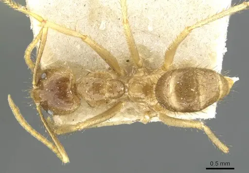 Pseudolasius ludovici specimen CASENT0910980 image casent0910980_1