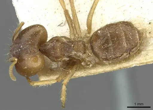 Pseudolasius ludovici specimen CASENT0910981 image casent0910981_1