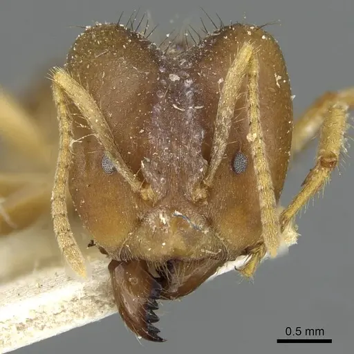Pseudolasius ludovici specimen CASENT0910981 image casent0910981_2