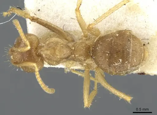 Pseudolasius ludovici specimen CASENT0910982 image casent0910982_1