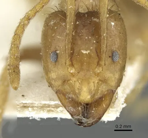 Pseudolasius ludovici specimen CASENT0910982 image casent0910982_2