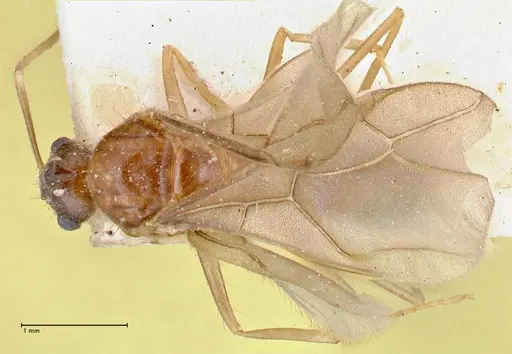 Pseudolasius ludovici specimen FOCOL2682 image focol2682_1