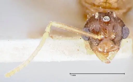 Pseudolasius ludovici specimen FOCOL2682 image focol2682_2