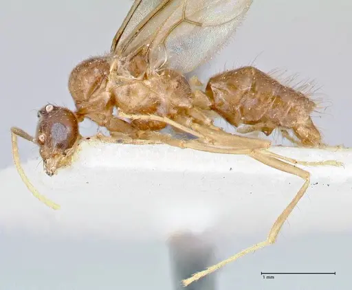 Pseudolasius ludovici specimen FOCOL2682 image focol2682_3