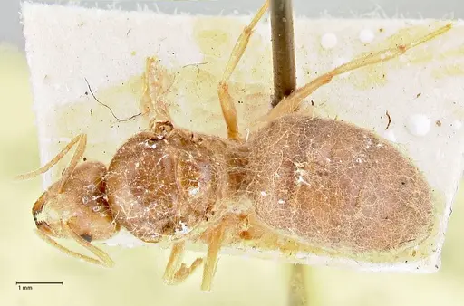Pseudolasius ludovici specimen FOCOL2683 image focol2683_1