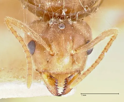 Pseudolasius ludovici specimen FOCOL2683 image focol2683_2