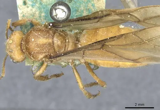 Pseudolasius martini specimen CASENT0910986 image casent0910986_1
