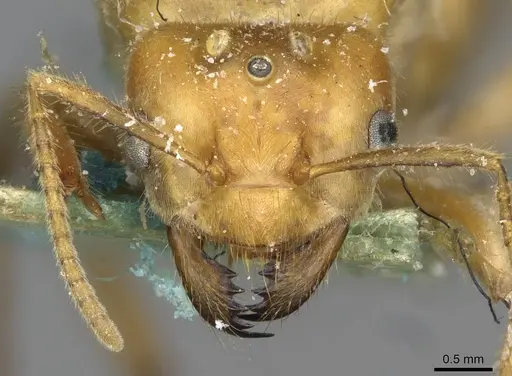 Pseudolasius martini specimen CASENT0910986 image casent0910986_2