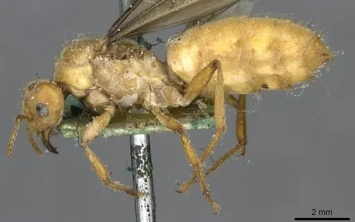 Pseudolasius martini specimen CASENT0910986 image casent0910986_3