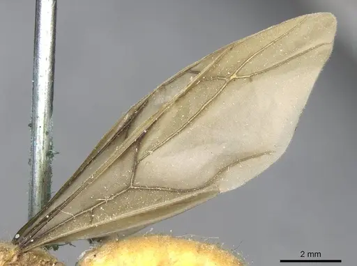 Pseudolasius martini specimen CASENT0910986 image casent0910986_4