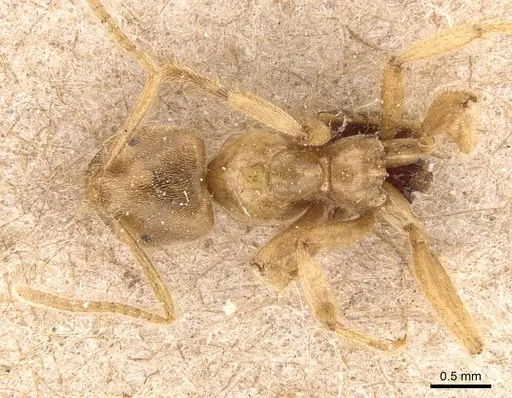 Pseudolasius mayri specimen CASENT0905647 image casent0905647_1