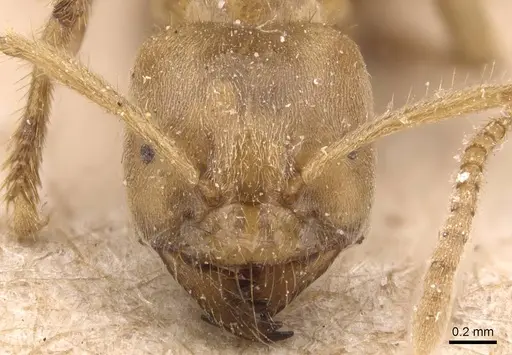 Pseudolasius mayri specimen CASENT0905647 image casent0905647_2