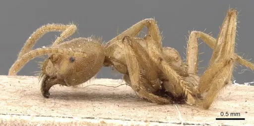 Pseudolasius mayri specimen CASENT0905647 image casent0905647_3