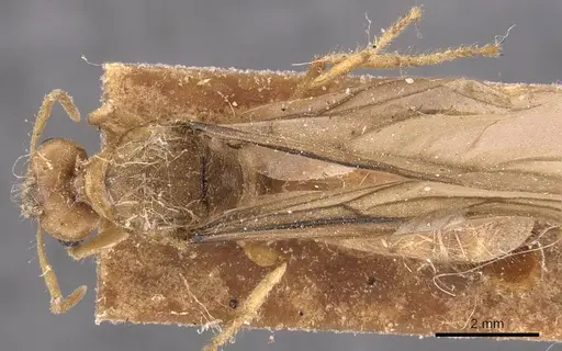 Pseudolasius mayri specimen CASENT0905648 image casent0905648_1
