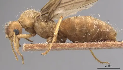 Pseudolasius mayri specimen CASENT0905648 image casent0905648_3