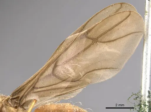 Pseudolasius mayri specimen CASENT0905648 image casent0905648_4