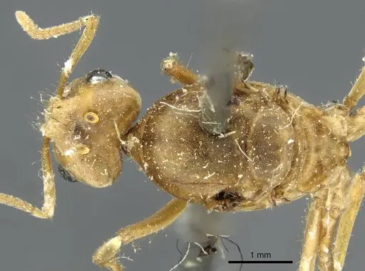 Pseudolasius mayri specimen CASENT0910983 image casent0910983_1