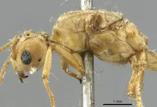 Pseudolasius mayri specimen CASENT0910983 image casent0910983_3