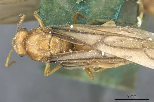 Pseudolasius mayri specimen CASENT0910984 image casent0910984_1