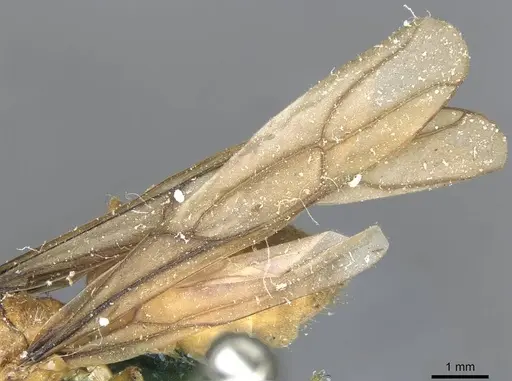 Pseudolasius mayri specimen CASENT0910984 image casent0910984_4