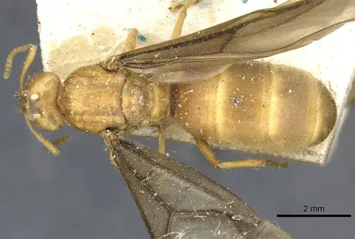 Pseudolasius mayri specimen CASENT0910985 image casent0910985_1