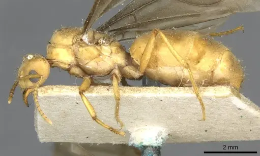 Pseudolasius mayri specimen CASENT0910985 image casent0910985_3