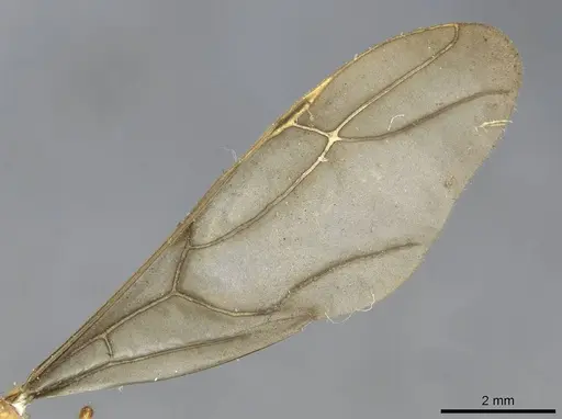 Pseudolasius mayri specimen CASENT0910985 image casent0910985_4