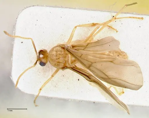 Pseudolasius mayri specimen FOCOL2688 image focol2688_1