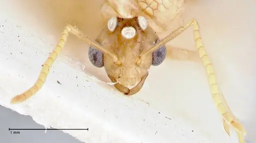 Pseudolasius mayri specimen FOCOL2688 image focol2688_2