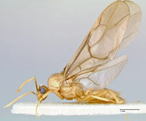 Pseudolasius mayri specimen FOCOL2688 image focol2688_3