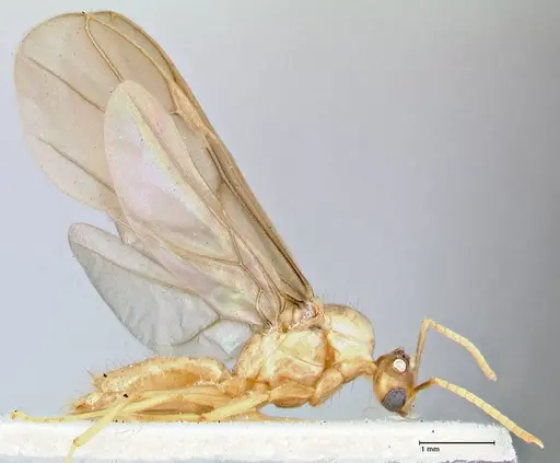 Pseudolasius mayri specimen FOCOL2688 image focol2688_4
