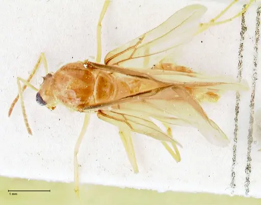 Pseudolasius mayri specimen FOCOL2689 image focol2689_1