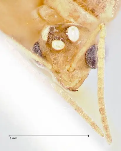 Pseudolasius mayri specimen FOCOL2689 image focol2689_2