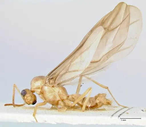Pseudolasius mayri specimen FOCOL2689 image focol2689_3