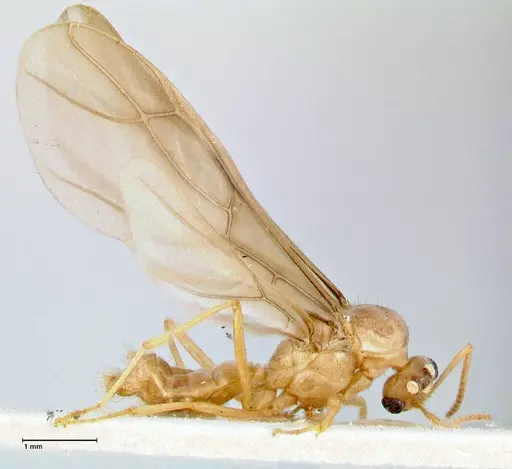 Pseudolasius mayri specimen FOCOL2689 image focol2689_4