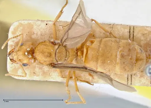 Pseudolasius mayri specimen FOCOL2690 image focol2690_1