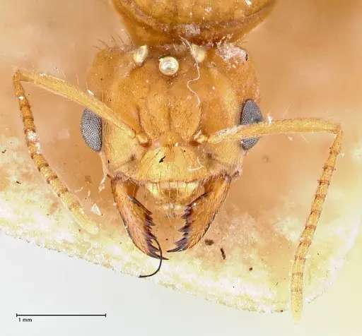 Pseudolasius mayri specimen FOCOL2690 image focol2690_2