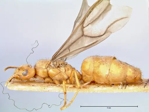Pseudolasius mayri specimen FOCOL2690 image focol2690_3